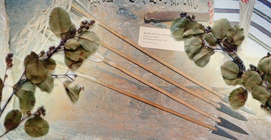 Dried Saskatoon leaves with arrows from the Glenbow Museum Exhibit. (Glenbow Museum. (2005). Nitsitapiisinni Exhibit. Calgary, Alberta: Blackfoot Gallery Committee)