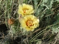 prickly_pear_05