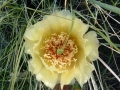 prickly_pear_1
