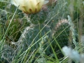 prickly_pear_13