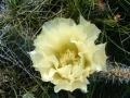 prickly_pear_16