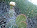 prickly_pear_19
