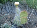 prickly_pear_20