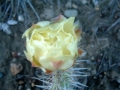 prickly_pear_22