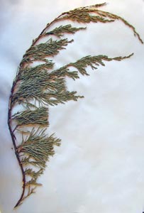 Juniperus horizontalis Moench Galileo Educational Network