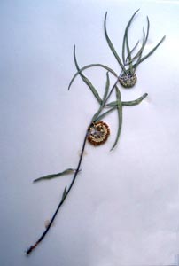 Asclepias viridiflora Raf. Galileo Educational Network