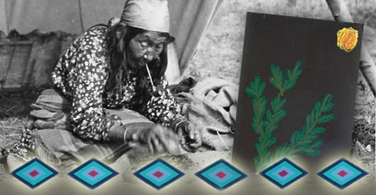 Blackfoot woman sorting out berries. Shelby's drawing of Kinnikinnick in pastels. (Photo courtesy of Glenbow Museum Archives NA-667-486)