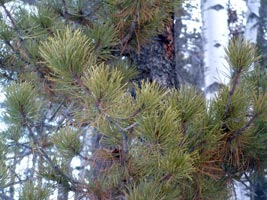 Pinus contorta Dougl. ex Loud. Galileo Educational Network