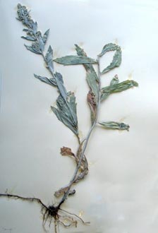 Artemisia ludoviciana Nutt. Galileo Educational Network