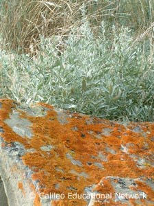 Artemisia ludoviciana Nutt. Galileo Educational Network