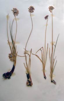 Allium cernuum Galileo Educational Network