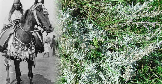 Pasture Sagewort was commonly placed in the saddle to help keep bugs and flies away. (Photo courtesy of Glenbow Museum Archives NA-3460-22)