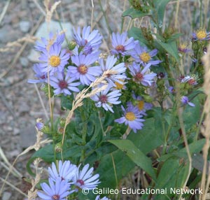 Aster sp. Galileo Educational Network