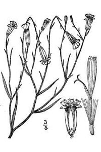 Lygodesmia juncea (Pursh) D. Don ex Hook. USDA-NRCS PLANTS Database / Britton, N.L.& Brown,A.