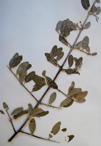 Shepherdia argentea (Pursh) Nutt. Galileo Educational Network