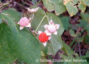Rubus parviflorus Nutt. Galileo Educational Network