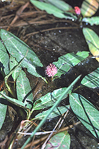 Polygonum amphibium L. W.L. Wagner @ USDA-NRCS PLANTS Database