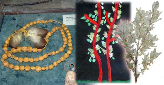 Wolf Willow berries can be used as beads in necklaces. The bark of the Wolf Willow can be used as medicine or for making rope. Wolf Willow pastel drawing by Bryton. (Glenbow Museum. (2005). Nitsitapiisinni Exhibit. Calgary, Alberta: Blackfoot Gallery Committee)
