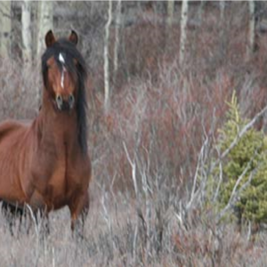 brown-horse